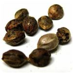 Семена марихуаны АК-47  (Seeds AK-47) в Первоуральске